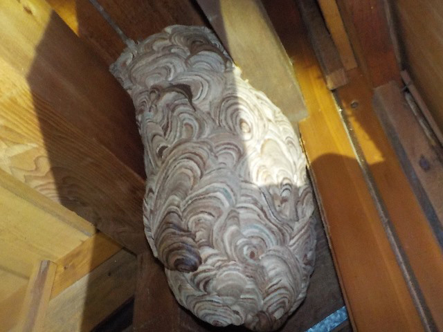 樹木にできたハチの巣